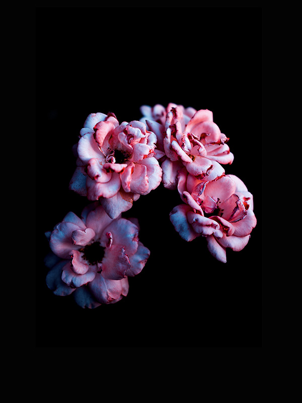 pink-flower.jpg