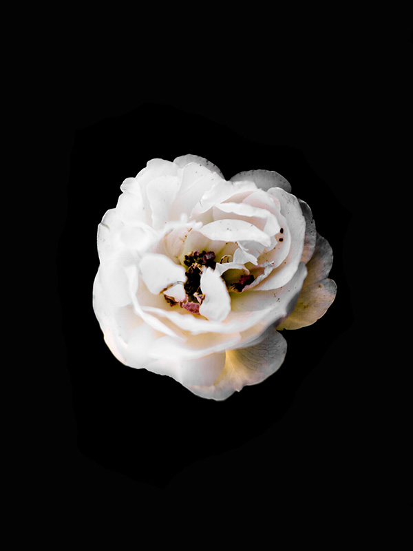 white-flower.jpg