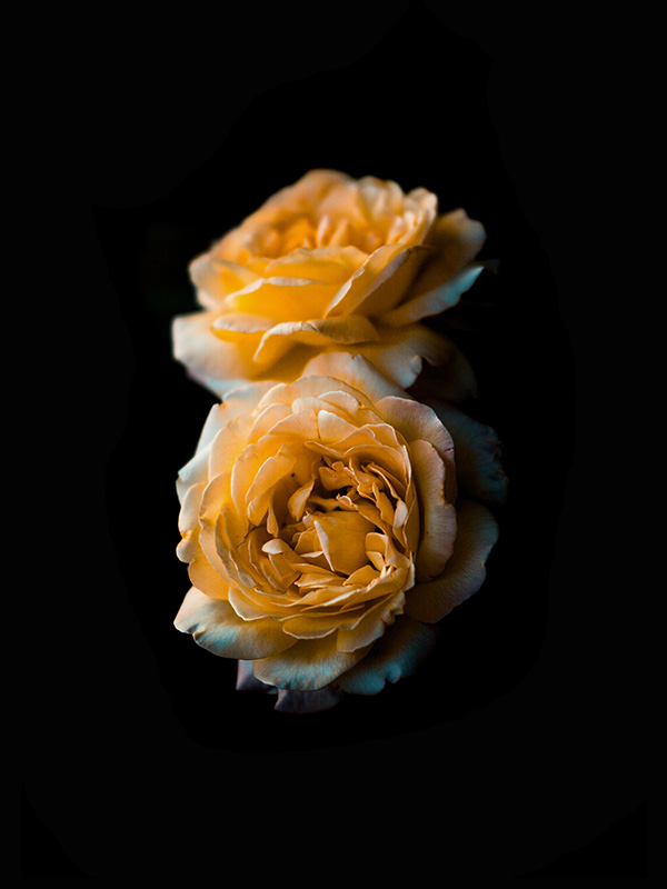 yellow-flower.jpg